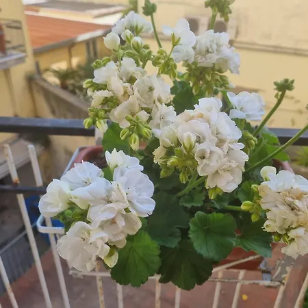 Bed & Breakfast Estia Domus Pompei